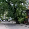 **Ulmus minor** peut vivre jusqu'à **500 ans**, bien que la graphiose ait considérablement réduit l'espérance de vie des arbres à l'état naturel.
