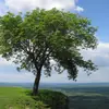 **Fraxinus excelsior**, aussi appelé **frêne commun**, est un **grand arbre majestueux** pouvant atteindre **40 mètres de hauteur**.