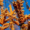 Ces fruits sont disposés **tout autour du rameau**, sans pédoncule, et très visibles à la fin de l'été et en automne.