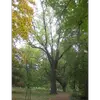 À l'état isolé, le frêne a un **houppier ample et lâche**, porté haut, avec des branches principales dressées presque verticalement.