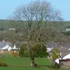 Le frêne a un **feuillage caduc**, ce qui signifie qu'il perd ses feuilles en hiver.