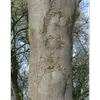 L'**écorce** du **frêne commun** est d'abord **lisse et grisâtre**, mais devient **rugueuse et fissurée longitudinalement** avec l'âge.