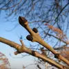 Les **bourgeons** du frêne sont particulièrement reconnaissables : ils sont **noirs, veloutés** et de forme pyramidale.