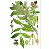 Les **feuilles** de **Fraxinus excelsior** sont **opposées et composées** d'un nombre impair de **folioles** (entre 7 et 15 en moyenne).