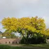 En automne, les feuilles du frêne deviennent **jaune doré**, offrant un spectacle visuel saisissant.