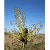 Les **fleurs** du frêne apparaissent avant les feuilles, de **février à avril**, et sont organisées en **panicules axillaires**.