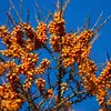 La **fructification** a lieu de **septembre à février**, avec des fruits riches en **vitamine C**, parfois jusqu'à **30 fois plus que l'orange**.