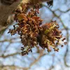 Ces fleurs sont **sans périanthe** (dépourvues de pétales et de sépales), avec une couleur allant du **violet** au **noir** pour les mâles et **violacée** pour les femelles.