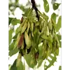 Les **fruits** sont des **samares aplaties**, dotées d'une **aile membraneuse allongée** de **3 à 4 centimètres** de long, facilitant leur dispersion par le vent.