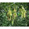La **fructification** se déroule d'**août à février**, et les fruits restent souvent sur l'arbre pendant l'hiver, aidant à identifier le frêne.