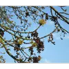 **Fraxinus excelsior** est une espèce **trioïque** ou **sub-dioïque**, ce qui signifie que les arbres peuvent porter des fleurs mâles, femelles ou hermaphrodites.