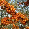 Les fruits sont aussi prisés par les oiseaux, qui jouent un rôle clé dans la **dispersion des graines**.