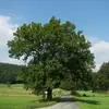 Malgré sa grande résilience et son importance écologique, le frêne est classé comme "quasi menacé" au niveau mondial et européen en raison de la **chalarose** et d'autres pathogènes qui ont causé un déclin de ses populations dans plusieurs régions.