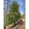 L'arbre a une **forme conique** ou **pyramidale** et peut parfois prendre une forme **buissonnante**, surtout durant les premières années de croissance.