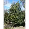 Le houx présente un **port dense et régulier**, avec des branches pouvant être **quasiment horizontales ou retombantes**.