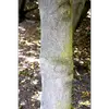 L'**écorce** du houx est **initialement verte sur les jeunes rameaux**, puis elle vire au **gris clair** à mesure que l'arbre vieillit.