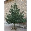 Elle reste **lisse** tout au long de la vie de l'arbre, ce qui la distingue de nombreuses autres espèces d'arbustes et de petits arbres.