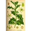 Les **feuilles** de l'**Ilex aquifolium** sont **alternes, persistantes** et ont une **texture coriace** qui réduit l'évapotranspiration.