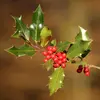 Les feuilles sont **ondulées et dentées-épineuses**, avec des bords très épineux sur les branches basses et moins épineuses en hauteur ou sur les arbres plus âgés.
