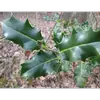 Cette **hétérophyllie** (variabilité de forme des feuilles) est une adaptation défensive contre les herbivores, les feuilles épineuses dissuadant ces animaux de broutage.