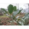 Les feuilles du houx sont **coriaces et très épineuses**, particulièrement sur le pourtour, sauf celles situées plus haut sur l'arbre qui ont seulement une **épine terminale**.