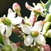 Les fleurs sont **tétramères**, avec **4 pétales soudés à la base**, et sont dioïques, signifiant que les plantes mâles et femelles sont distinctes.