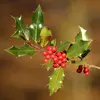 Les **fruits** du houx, appelés **drupes**, sont **rouges vifs** à maturité et persistent tout l'hiver, fournissant une source de nourriture aux oiseaux.