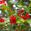 La **fructification** commence en **octobre** et les fruits restent sur l'arbre jusqu'à **mars** de l'année suivante.