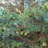 **Ilex aquifolium** est originaire des **régions tempérées de l'ancien monde**, incluant l'**Europe occidentale et méridionale**, l'**Afrique du Nord**, et l'**Asie occidentale**.