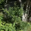 En France, le houx se trouve **à l'état sauvage dans les sous-bois** de la plupart des régions, bien qu'il soit moins commun en région méditerranéenne.
