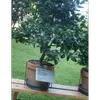 Il est également planté dans les **parcs et jardins** pour ses qualités ornementales, notamment ses feuilles persistantes et ses baies rouges vives.