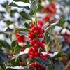 Le houx est une espèce dioïque, ce qui signifie que les individus mâles et femelles sont distincts, seules les femelles produisant des fruits.