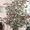 Le houx est apprécié en **ornementation** pour son feuillage persistant et ses baies rouges éclatantes qui ajoutent de la couleur en hiver.