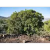 **Arbutus unedo**, communément appelé **arbousier** ou **arbre à fraises**, est un **petit arbre bas et arrondi** pouvant atteindre une hauteur de **10 mètres**.