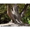 Cet arbre est généralement à **plusieurs troncs**, ce qui lui donne un aspect buissonnant et dense, idéal pour les paysages méditerranéens.