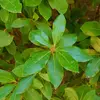 Les **feuilles** de l'arbousier sont **persistantes**, de forme **elliptique**, et mesurent environ **9 centimètres de long sur 3 centimètres de large**.