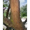 À la base, l'écorce est généralement plus sombre et devient **rougeâtre sur les parties supérieures des branches**, une caractéristique notable pour l'identifier.