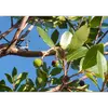 Les **feuilles** de l'arbousier sont **persistantes**, **elliptiques**, et présentent une **bordure dentée**.