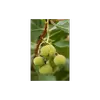 Les **fruits** de l'arbousier, appelés **arbouses**, sont d'abord **verts**, passent par une phase **jaune**, et atteignent une couleur **rouge vif à maturité**.