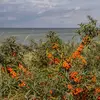 Il est également présent sur tout le littoral dunaire de la Manche et de la Gascogne.