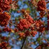 Apprécié pour ses fruits attractifs pour la faune, le sorbier est aussi cultivé pour ses qualités ornementales, notamment ses **baies colorées** et son **feuillage décoratif** changeant de couleur en automne.