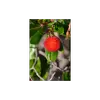 La **fructification** se déroule de **l'automne à l'hiver** et prend une année complète pour que les fruits mûrissent.