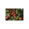 Les fruits sont **comestibles**, mais consommés en grandes quantités, ils peuvent causer des troubles digestifs bénins.