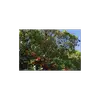 **Arbutus unedo** est originaire du **bassin méditerranéen occidental**, mais il est aussi présent dans le **nord du pourtour oriental** et en **Afrique du Nord**.