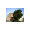 En France, l'arbousier est particulièrement abondant dans les régions de **maquis méditerranéen** comme les **Pyrénées-Orientales**, le **Var**, et la **Corse**.