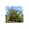 **Arbutus unedo** est considéré comme une espèce **pyrophile**, résistant aux incendies de forêt, une adaptation importante dans les environnements méditerranéens.