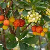 Il est souvent planté comme **arbuste ornemental** dans les parcs et jardins pour sa **floraison et fructification simultanées**.