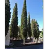 Cette forme élancée et verticale est typique des paysages méditerranéens.