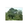 Le cyprès a deux formes distinctes : la **forme fastigiée**, élancée et colonnaire (souvent appelée **cyprès femelle**), et la **forme horizontale**, avec des branches plus étalées et un aspect pyramidal (appelée **cyprès mâle**).