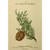 Les **ramilles** sont **courtes, vertes et touffues**, avec des feuilles imbriquées en **quatre rangs**, créant une texture dense et caractéristique.